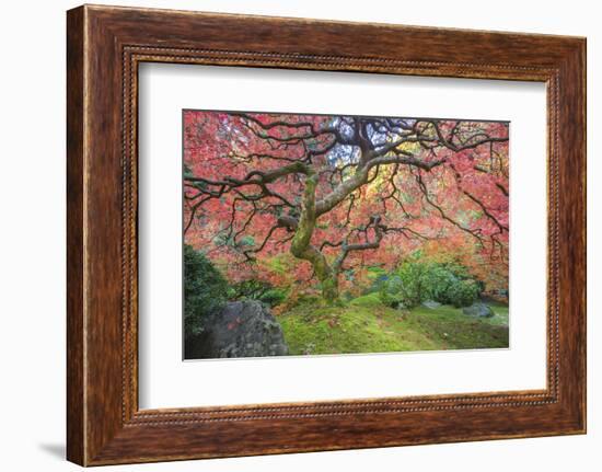 A Japanese Maple Turns Orange and Red at the Portland, Oregon Japanese Garden-Ben Coffman-Framed Photographic Print
