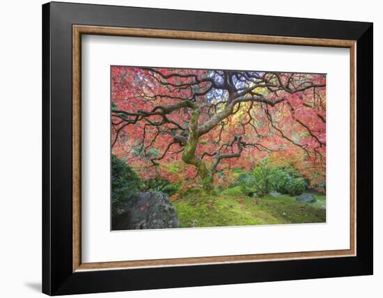 A Japanese Maple Turns Orange and Red at the Portland, Oregon Japanese Garden-Ben Coffman-Framed Photographic Print