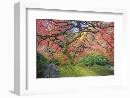 A Japanese Maple Turns Orange and Red at the Portland, Oregon Japanese Garden-Ben Coffman-Framed Photographic Print