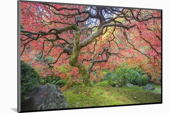 A Japanese Maple Turns Orange and Red at the Portland, Oregon Japanese Garden-Ben Coffman-Mounted Photographic Print