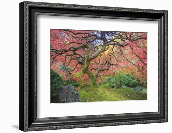 A Japanese Maple Turns Orange and Red at the Portland, Oregon Japanese Garden-Ben Coffman-Framed Photographic Print