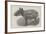 A Javanese Tapir-null-Framed Giclee Print