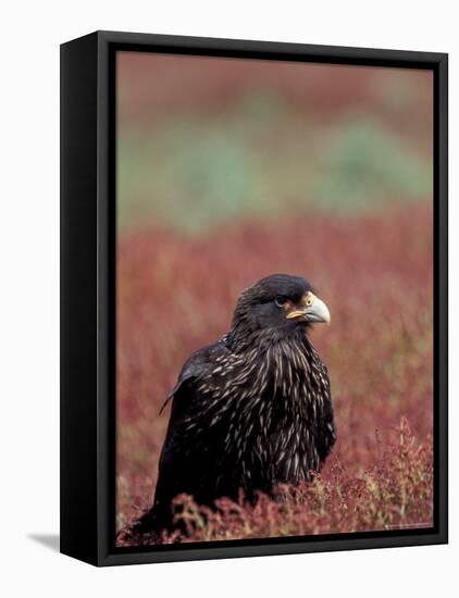 A Johnny Rooks in Sheep Sorel, Steeple Jason Island, Falklands-Hugh Rose-Framed Premier Image Canvas