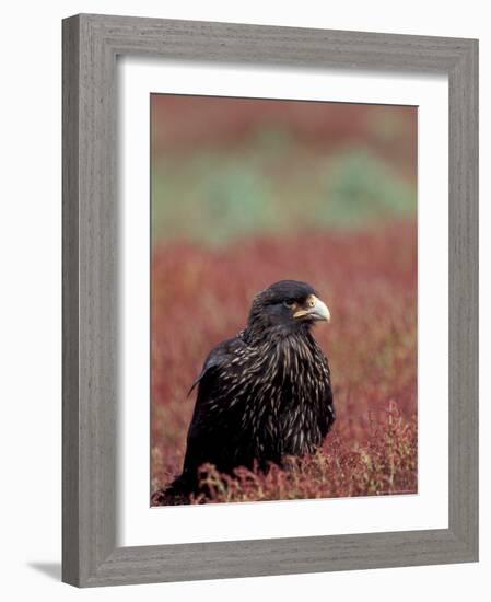 A Johnny Rooks in Sheep Sorel, Steeple Jason Island, Falklands-Hugh Rose-Framed Photographic Print
