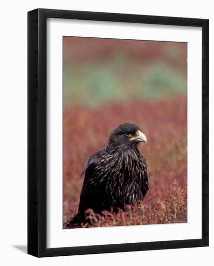A Johnny Rooks in Sheep Sorel, Steeple Jason Island, Falklands-Hugh Rose-Framed Photographic Print