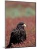 A Johnny Rooks in Sheep Sorel, Steeple Jason Island, Falklands-Hugh Rose-Mounted Photographic Print