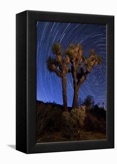 A Joshua Tree Against a Backdrop of Star Trails, California-null-Framed Premier Image Canvas