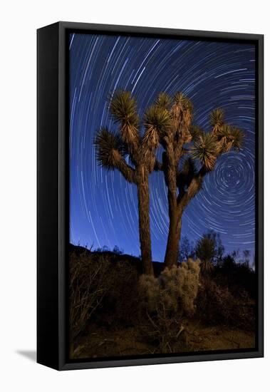 A Joshua Tree Against a Backdrop of Star Trails, California-null-Framed Premier Image Canvas