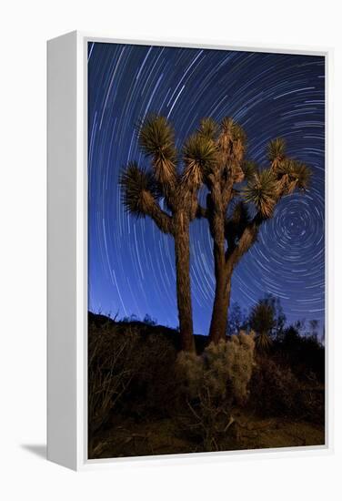 A Joshua Tree Against a Backdrop of Star Trails, California-null-Framed Premier Image Canvas