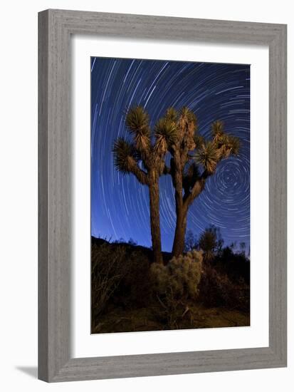 A Joshua Tree Against a Backdrop of Star Trails, California-null-Framed Photographic Print