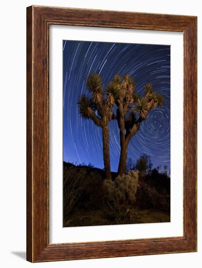 A Joshua Tree Against a Backdrop of Star Trails, California-null-Framed Photographic Print