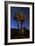 A Joshua Tree Against a Backdrop of Star Trails, California-null-Framed Photographic Print