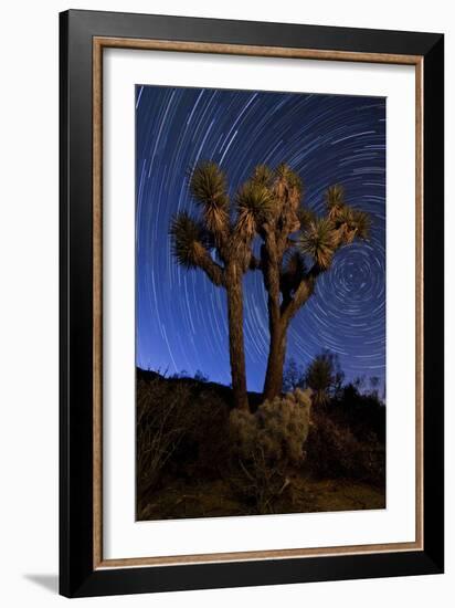 A Joshua Tree Against a Backdrop of Star Trails, California-null-Framed Photographic Print