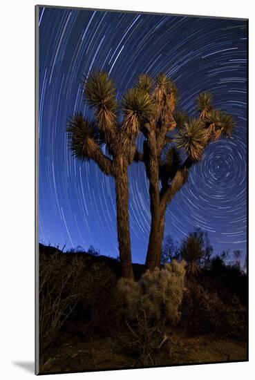 A Joshua Tree Against a Backdrop of Star Trails, California-null-Mounted Photographic Print