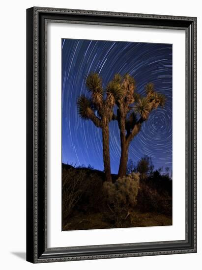 A Joshua Tree Against a Backdrop of Star Trails, California-null-Framed Photographic Print