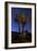 A Joshua Tree Against a Backdrop of Star Trails, California-null-Framed Photographic Print