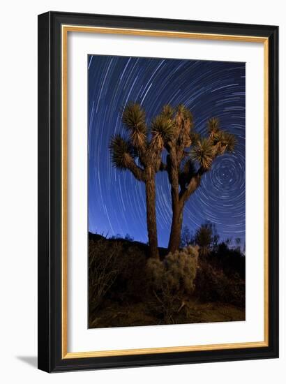 A Joshua Tree Against a Backdrop of Star Trails, California-null-Framed Photographic Print