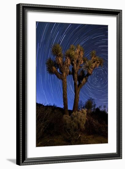 A Joshua Tree Against a Backdrop of Star Trails, California-null-Framed Photographic Print