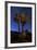 A Joshua Tree Against a Backdrop of Star Trails, California-null-Framed Photographic Print