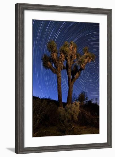 A Joshua Tree Against a Backdrop of Star Trails, California-null-Framed Photographic Print