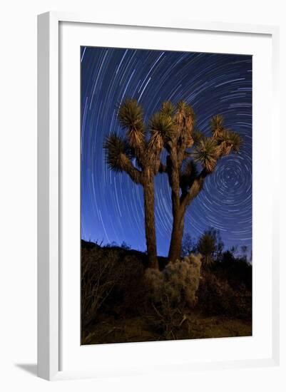 A Joshua Tree Against a Backdrop of Star Trails, California-null-Framed Photographic Print