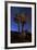 A Joshua Tree Against a Backdrop of Star Trails, California-null-Framed Photographic Print