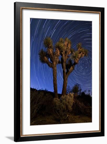 A Joshua Tree Against a Backdrop of Star Trails, California-null-Framed Photographic Print