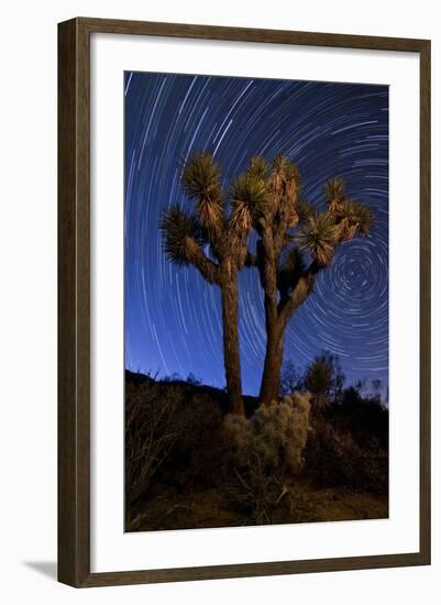 A Joshua Tree Against a Backdrop of Star Trails, California-null-Framed Photographic Print