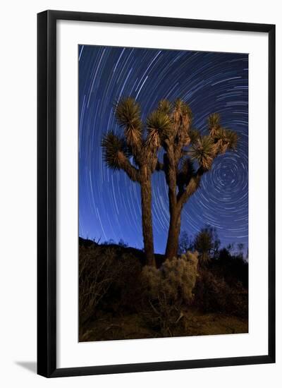 A Joshua Tree Against a Backdrop of Star Trails, California-null-Framed Photographic Print