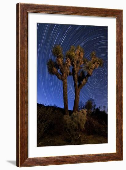 A Joshua Tree Against a Backdrop of Star Trails, California--Framed Photographic Print