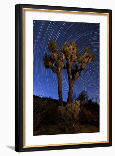 A Joshua Tree Against a Backdrop of Star Trails, California-null-Framed Photographic Print