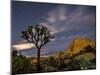 A Joshua Tree Night Sky Is Hard To Beat-Daniel Kuras-Mounted Photographic Print