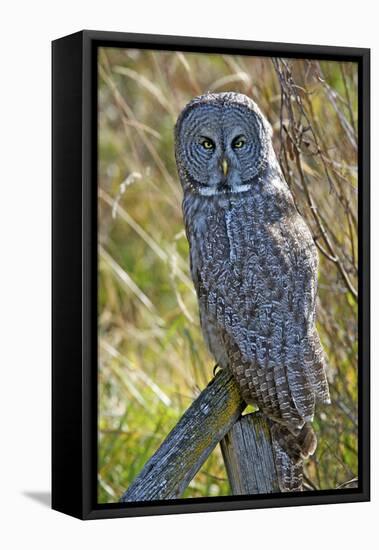A Juvenal Great Grey Owl, the Largest Owl in the World-Richard Wright-Framed Premier Image Canvas