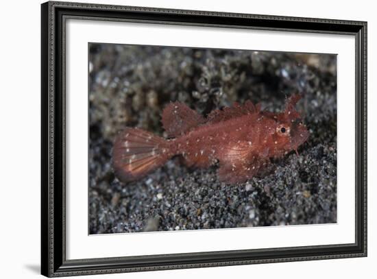 A Juvenile Ambon Scorpionfish on the Sandy Seafloor of Indonesia-Stocktrek Images-Framed Photographic Print