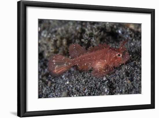 A Juvenile Ambon Scorpionfish on the Sandy Seafloor of Indonesia-Stocktrek Images-Framed Photographic Print