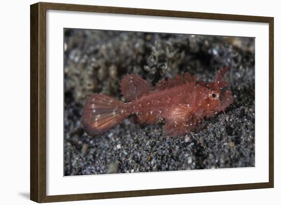 A Juvenile Ambon Scorpionfish on the Sandy Seafloor of Indonesia-Stocktrek Images-Framed Photographic Print