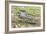 A juvenile captive black caiman (Caiman niger), San Francisco Village, Loreto, Peru, South America-Michael Nolan-Framed Photographic Print