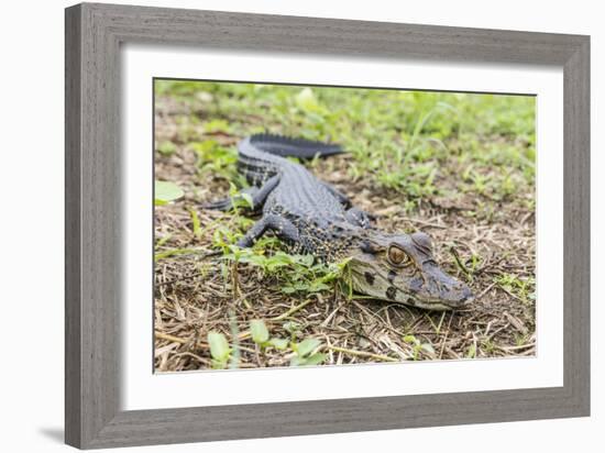 A juvenile captive black caiman (Caiman niger), San Francisco Village, Loreto, Peru, South America-Michael Nolan-Framed Photographic Print