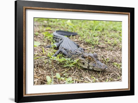 A juvenile captive black caiman (Caiman niger), San Francisco Village, Loreto, Peru, South America-Michael Nolan-Framed Photographic Print