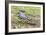 A juvenile captive black caiman (Caiman niger), San Francisco Village, Loreto, Peru, South America-Michael Nolan-Framed Photographic Print