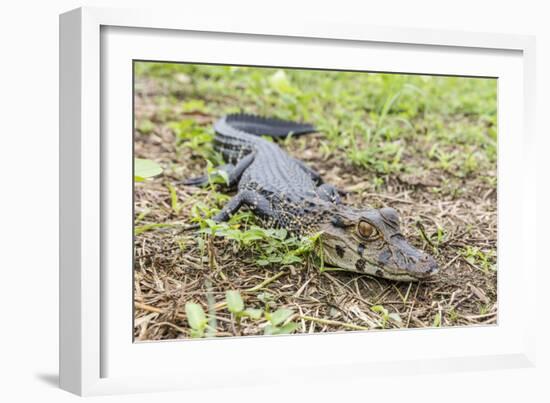 A juvenile captive black caiman (Caiman niger), San Francisco Village, Loreto, Peru, South America-Michael Nolan-Framed Photographic Print