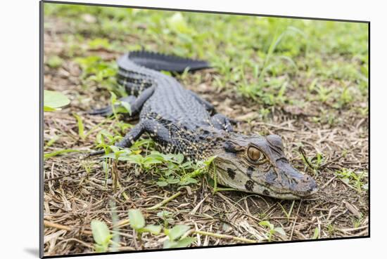 A juvenile captive black caiman (Caiman niger), San Francisco Village, Loreto, Peru, South America-Michael Nolan-Mounted Photographic Print