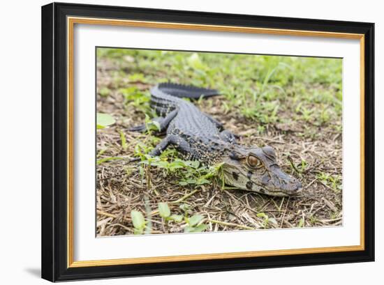 A juvenile captive black caiman (Caiman niger), San Francisco Village, Loreto, Peru, South America-Michael Nolan-Framed Photographic Print