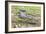 A juvenile captive black caiman (Caiman niger), San Francisco Village, Loreto, Peru, South America-Michael Nolan-Framed Photographic Print