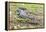 A juvenile captive black caiman (Caiman niger), San Francisco Village, Loreto, Peru, South America-Michael Nolan-Framed Premier Image Canvas