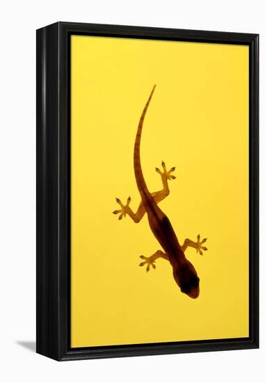 A Juvenile Common (Spiny-Tailed) House Gecko Hunts-Andrey Zvoznikov-Framed Premier Image Canvas