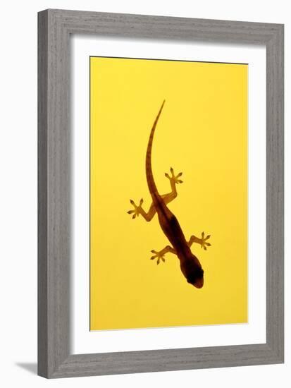 A Juvenile Common (Spiny-Tailed) House Gecko Hunts-Andrey Zvoznikov-Framed Photographic Print