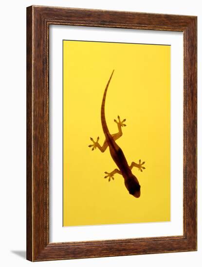 A Juvenile Common (Spiny-Tailed) House Gecko Hunts-Andrey Zvoznikov-Framed Photographic Print