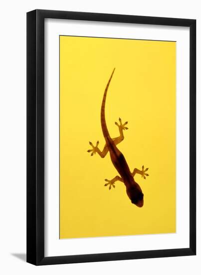 A Juvenile Common (Spiny-Tailed) House Gecko Hunts-Andrey Zvoznikov-Framed Photographic Print