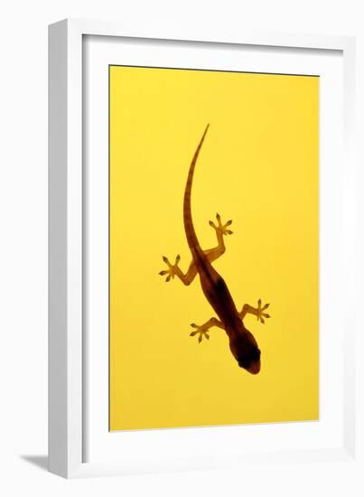 A Juvenile Common (Spiny-Tailed) House Gecko Hunts-Andrey Zvoznikov-Framed Photographic Print